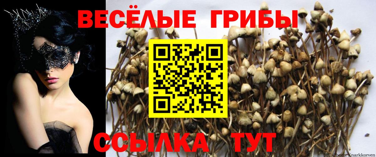 Псилоцибиновые грибы Psilocybe  Вход с VPN  Зеленокумск 